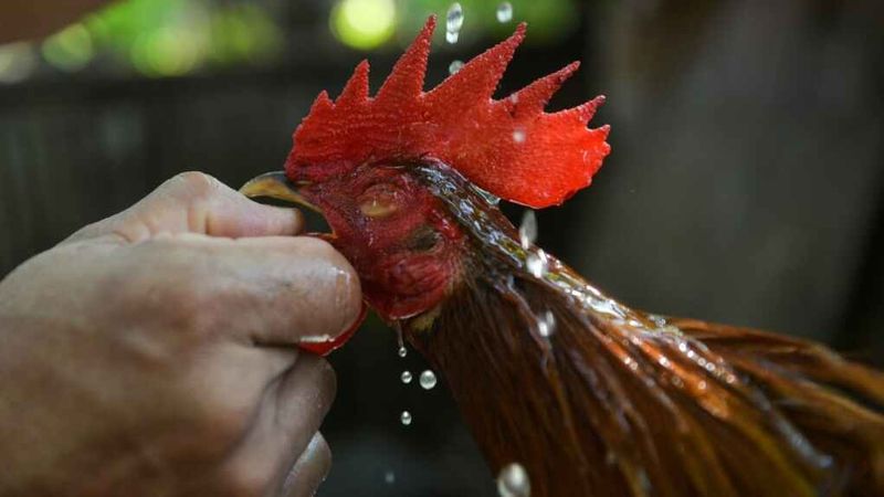 rooster kills police man during cockfight raid