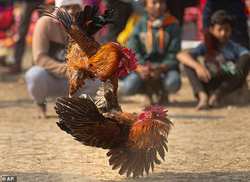 rooster kills police man during cockfight raid