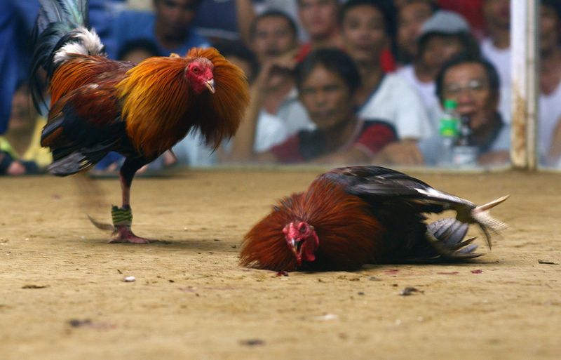 rooster kills police man during cockfight raid
