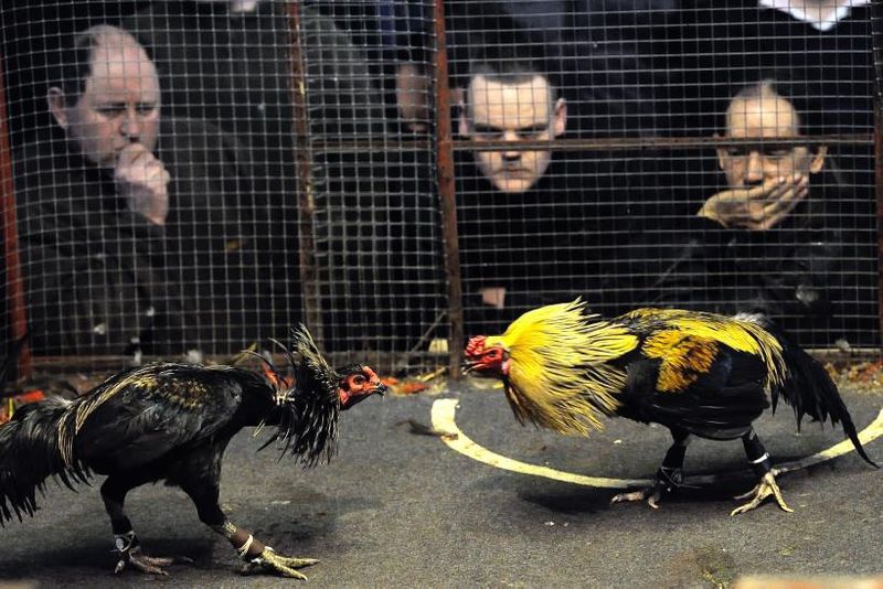 rooster kills police man during cockfight raid