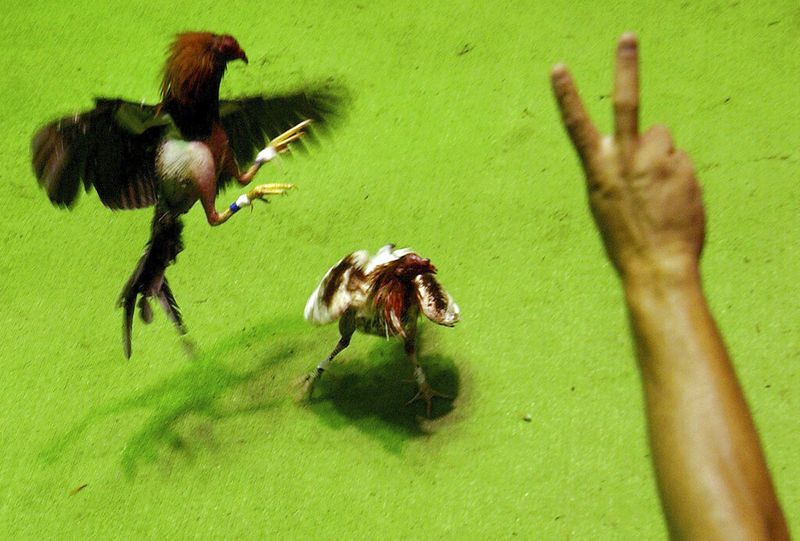 rooster kills police man during cockfight raid