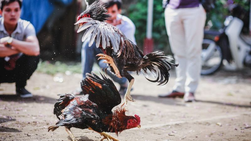 rooster kills police man during cockfight raid