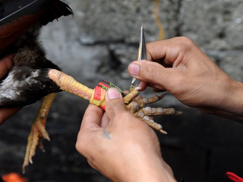 rooster kills police man during cockfight raid