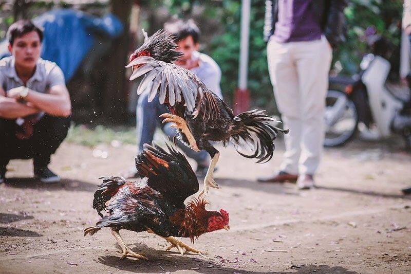 cockfighting is not allowed in tamilnadu till Jan 25
