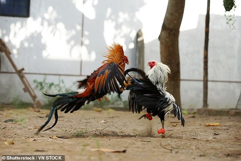 rooster kills police man during cockfight raid