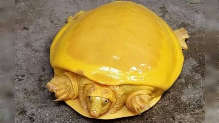 Rare type of yellow turtle was rescued from Bardhaman PNB Rare type of yellow turtle was rescued from Bardhaman PNB