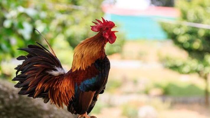 natukodi chicken huge demand in telugu states natukodi chicken huge demand in telugu states