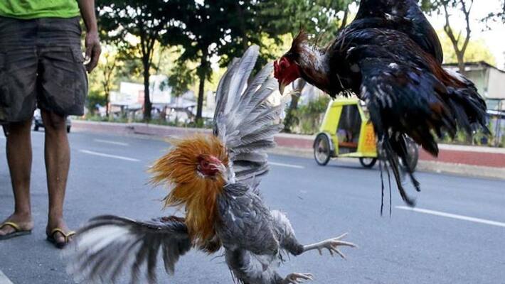 rooster killed policeman after he tries to stop illegal cockfight kph rooster killed policeman after he tries to stop illegal cockfight kph