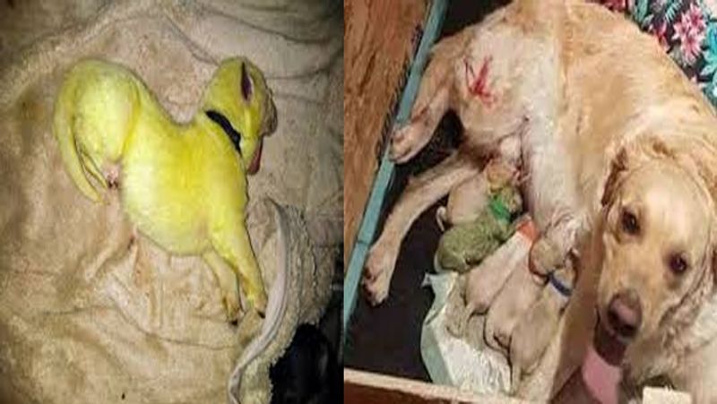 इससे पहले सदरलैंड के गोलस्पी में भी ये अनोखा मामला सामने आया था ,जहां पर एक कुत्ते ने 9 बच्चों को जन्म दिया जब उस कुत्ते की मालकिन ने एक कुत्ते को देखा तो वह हैरान रह गई क्योंकि उनमें से एक कुत्ता बिल्कुल हरे रंग का था। इसका नाम उन्होंने फॉरेस्ट रखा है।