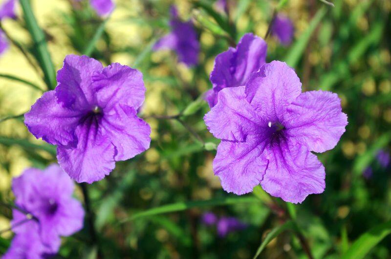 mexican petunia how to grow