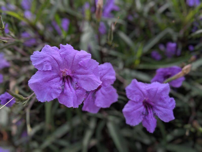 mexican petunia how to grow