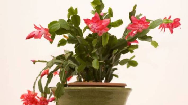 Christmas cactus plant care Christmas cactus plant care