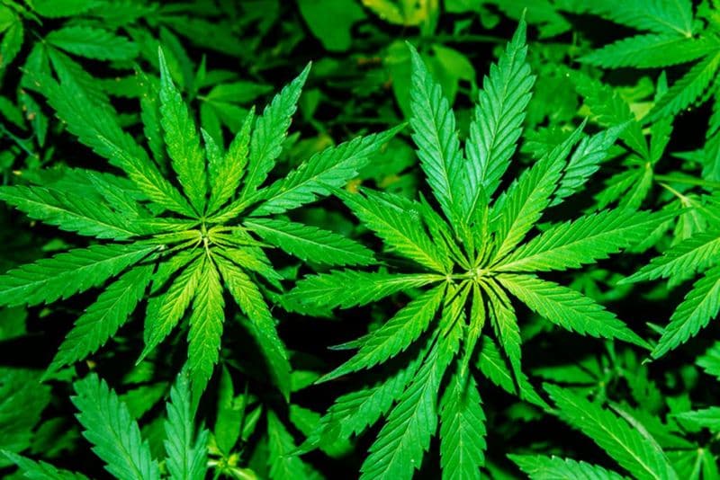 New Zealand PM Jacinda Ardern response to Cannabis vote