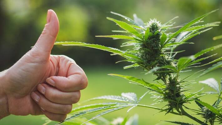 United Nations finally recognize medicinal value of cannabis ckm United Nations finally recognize medicinal value of cannabis ckm