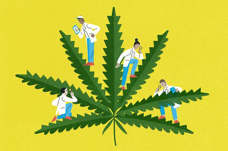 New Zealand PM Jacinda Ardern response to Cannabis vote