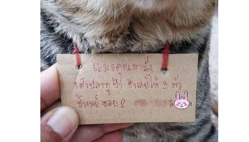 Pet cat goes missing for three days returns home incurring debt