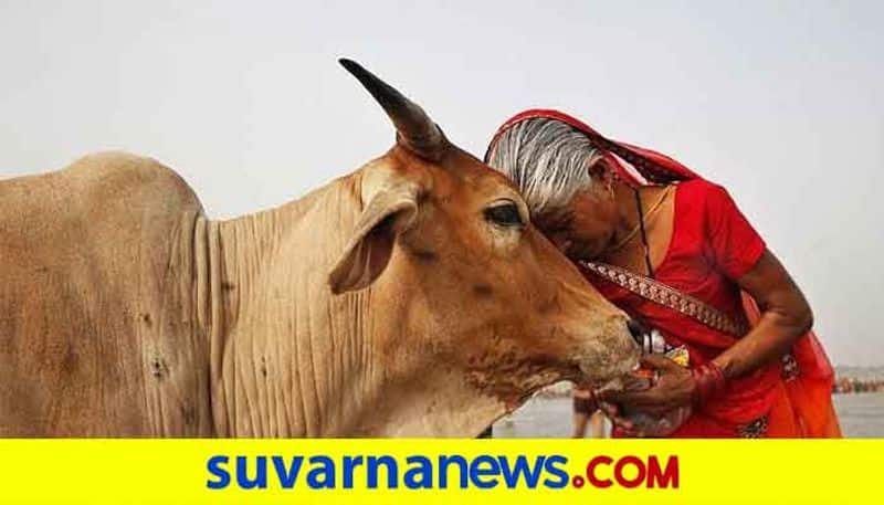 Why 33 crore gods are in cow and worship it by Hindu religion