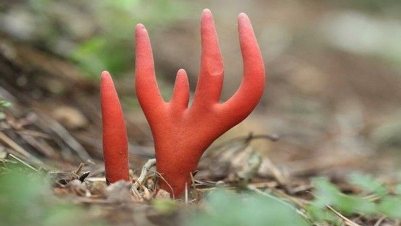 लाल रंग का यह जहरीला मशरूम जिसे पोडोस्ट्रोमा कॉर्नू-डामा (podostroma cornu-damae) नाम से जाना जाता है ये ऑस्ट्रेलिया के क्वींसलैंड के साथ ही जापान और कोरिया जैसे एशियाई देशों में पाया जाता है।
