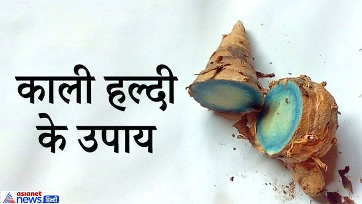 Know the remedies of Black Turmeric for monitory benefits KPI Know the remedies of Black Turmeric for monitory benefits KPI