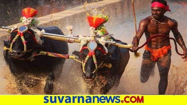 Covid 19 Effect On Dakshina Kannada Kambala snr Covid 19 Effect On Dakshina Kannada Kambala snr