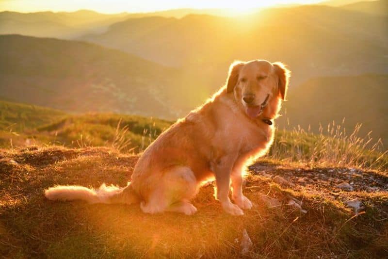 Golden retriever spends two weeks walking 100 KMs to find her owner