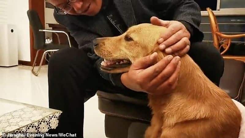 Golden retriever spends two weeks walking 100 KMs to find her owner