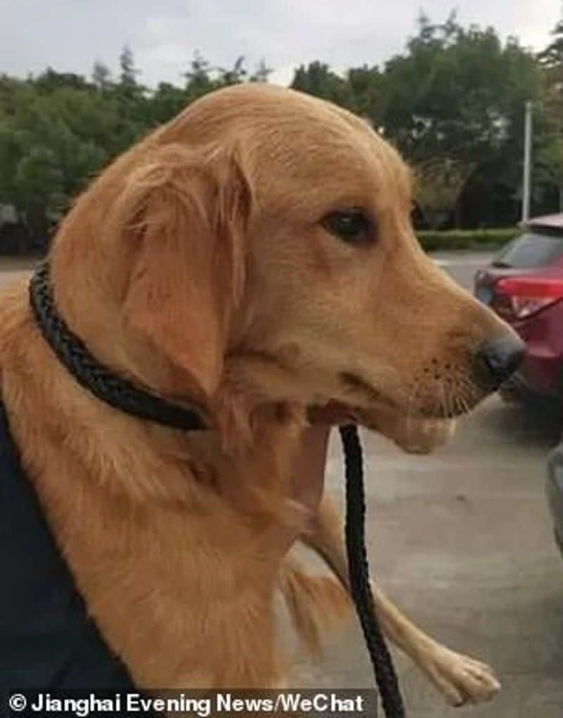 Golden retriever spends two weeks walking 100 KMs to find her owner