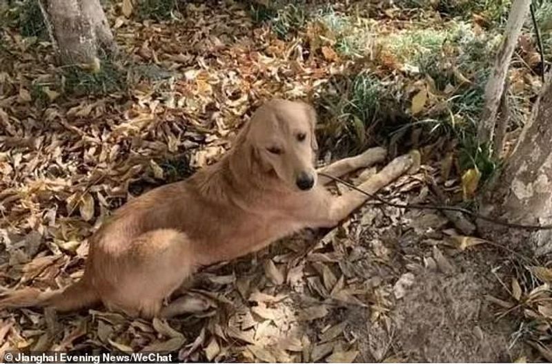 Golden retriever spends two weeks walking 100 KMs to find her owner