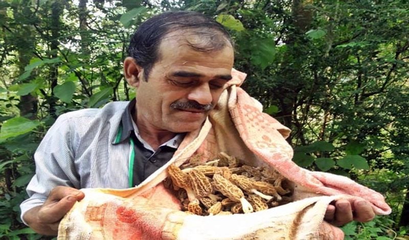 गुच्छी की मार्केट वैल्यू 30 हजार रुपए प्रति किलो है। इसे लेकर कई लोग यहां तक तंज कसते हैं कि इस सब्जी को खाने के लिए आपको बैंक से लोन लेना पड़ जाएगा। भारत के अलावा इस सब्जी की विदेशों में काफी डिमांड है। 