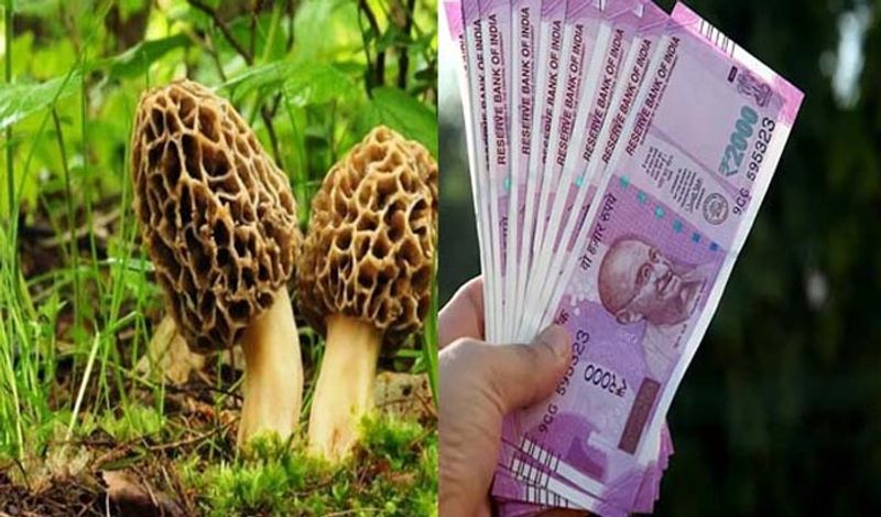 गुच्छी के पैदा होने का ख़ास समय होता है। एक तो ये सिर्फ हिमालय में उगती हैं। इसके अलावा इनके पैदा होने का समय फरवरी से लेकर अप्रैल होता है। जैसे ही ये सब्जी पूरी तरह बड़ी हो जाती है, बड़ी-बड़ी कंपनियां और कई होटल्स इन्हें खरीद लेते हैं। 