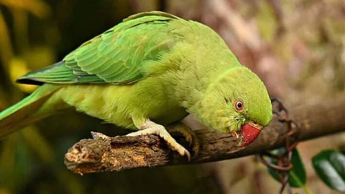 pet parrot saves life of its owner from house fire pet parrot saves life of its owner from house fire