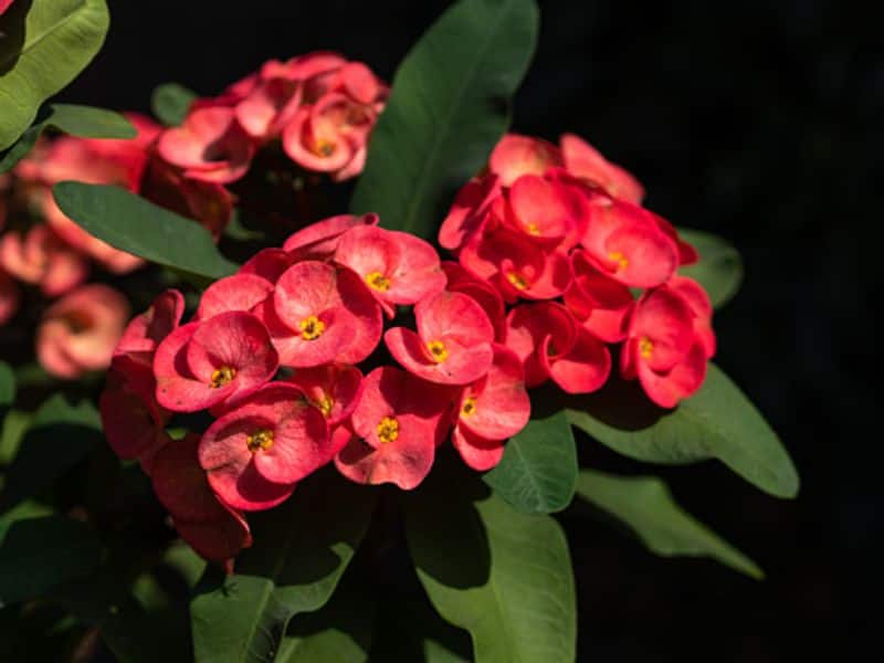 is crown of Thorns plant is poisonous