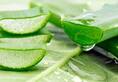 Why Aloe Vera is a boon in taking care of your skin or managing your weight