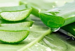 Why Aloe Vera is a boon in taking care of your skin or managing your weight