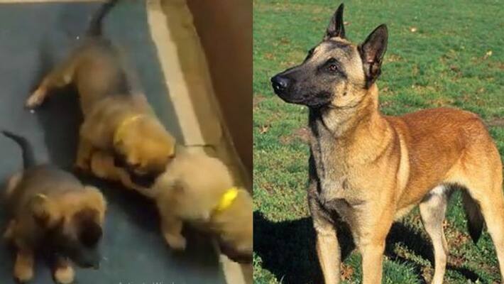 ITBP gets 17 new warriors malinois for its K9 Team in Panchkula KPP ITBP gets 17 new warriors malinois for its K9 Team in Panchkula KPP