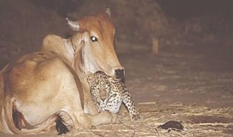इसके पीछे की कहानी सुनने के बाद इस तस्वीर की वैल्यू और बढ़ जाएगी। दरअसल, ये तस्वीरें गुजरात में कैद की गई थी। ये मामला वैसे तो 2003 में सामने आया था लेकिन उसके बाद समय-समय पर ये तस्वीरें वायरल होती रहती हैं।
