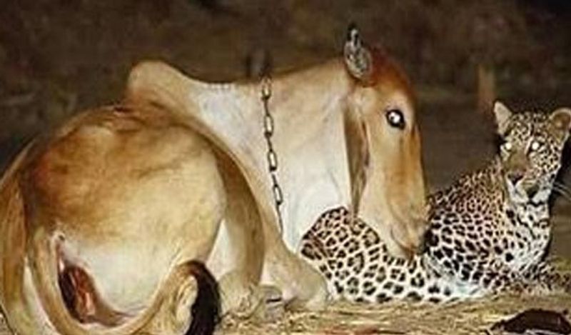 ये मामला गुजरात के वडोदरा से सामने आया जहां अचानक लोगों ने देखा कि एक तेंदुआ गन्ने के खेत में गाय के नजदीक बैठा था। उन्होंने वाइल्डलाइफ डिपार्टमेंट को तुरंत इसकी जानकारी दी। जिसके बाद टीम गांव में पहुंची।
