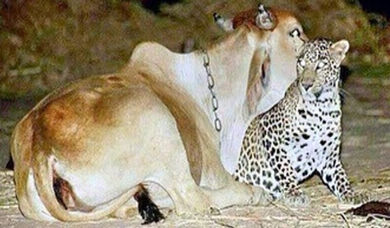 वहां पता चला कि ये तेंदुआ हर रात साढ़े 9 से 10 के बीच गाय से मिलने आता था। इस दौरान गली के कुत्ते काफी भौंकते थे। लेकिन तेंदुआ बिना फेल हुए हर दिन गाय से मिलने पहुंचता था। इसकी वजह भी बाद में सामने आई। 