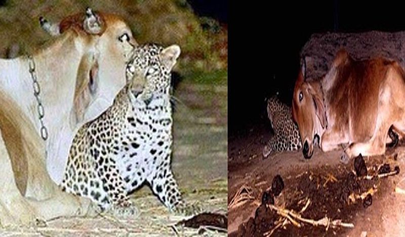 गांव वालों को भी इनकी दोस्ती का काफी फायदा हुआ। तेंदुआ गांव में किसी को भी कोई नुकसान नहीं पहुंचाता है। लेकिन तेंदुए की वजह से वहां जानवर के अटैक कम हुए हैं, जिसके कारण गांव में फसल की उपज में बढ़त हुई। 