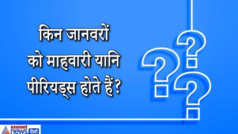 IAS इंटरव्यू सवाल. किन जानवरों को माहवारी यानि पीरियड्स होते हैं?
जवाब. इंसानों के अलावा चिम्पैंजी, चमगादड़, हथिनी और बिल्ली को माहवारी आती है।
