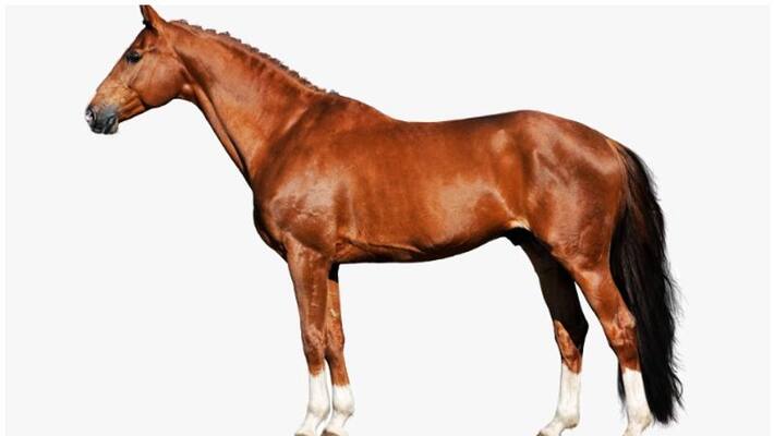 Car hits horse, get injured Car hits horse, get injured