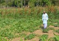 Chhattisgarh invites former AP IAS officer Vijay Kumar to encourage farmers to take up organic farming