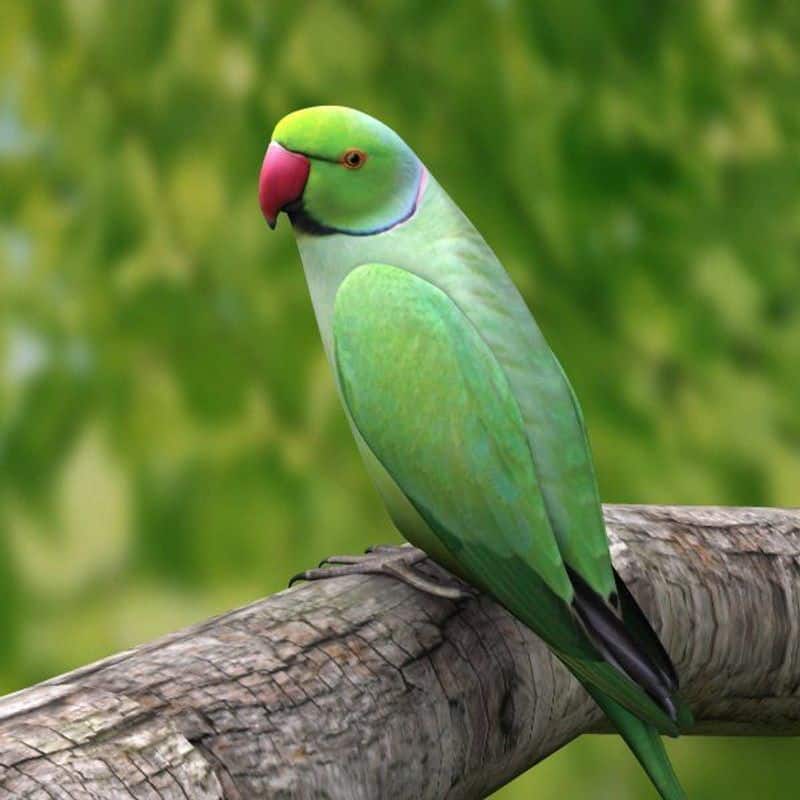 The Parrot mansion where hundreds of parrots flock together for food