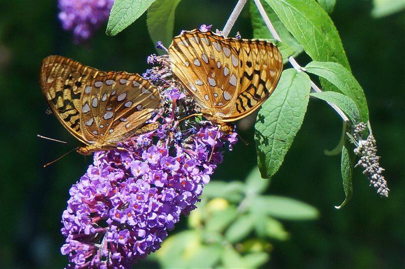 how to grow butterfly bush in our garden