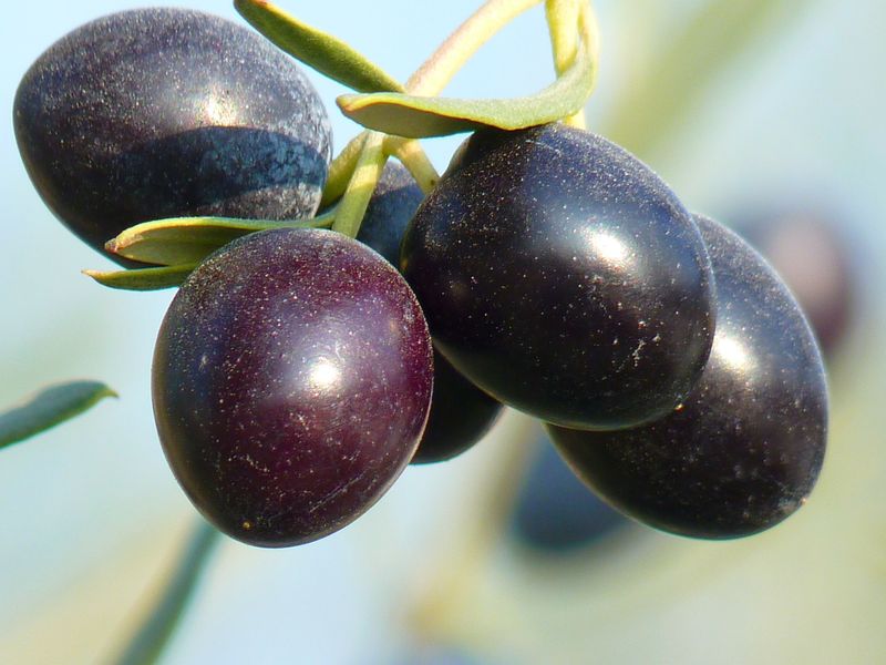 10 black foods that are healthier than superfoods