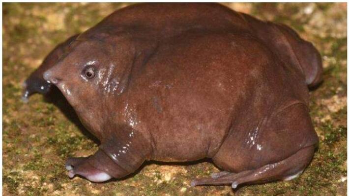Kerala official frog to be announced soon Kerala official frog to be announced soon