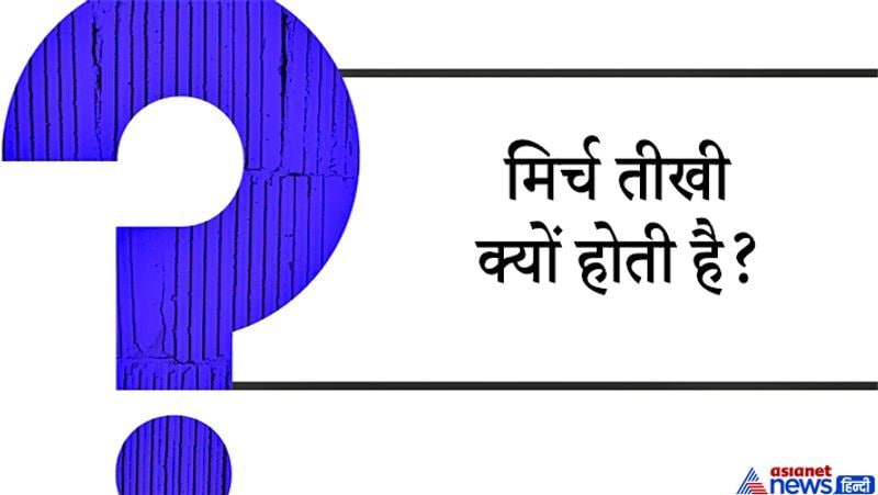<p><strong>जवाब:</strong> मिर्च कैप्सिसिन नामक एक कंपाउंड मिर्च की बीच वाली परत पर पाई जाती है कैप्सिसिन जीभ और त्वचा की नसों पर असर करती है। इससे जलन और गर्मी का एहसास होता है।ये आम जिंदगी से जुड़ा सवाल है खाने-पीने को लेकर, मिर्च तीखी क्यों लगती है लोग सोचते हैं मिर्च ही तीखी होती है जबकि ऐसा नहीं है। मिर्च में मौजूद कैप्सिसिन इंसान की त्वचा पर विपरीत असर डालता है इसलिए ये हमें तीखी लगती है या जलने जैसा महसूस करवाती है।</p>