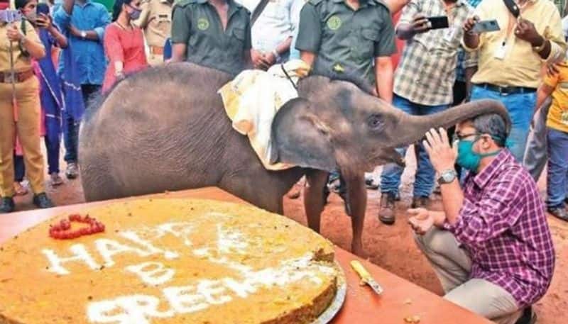 Kerala 1-yr-old rescued elephant calf Sreekutty celebrates birthday