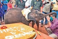 Kerala 1-yr-old rescued elephant calf Sreekutty celebrates birthday