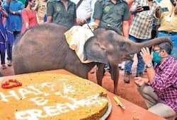 Kerala 1-yr-old rescued elephant calf Sreekutty celebrates birthday